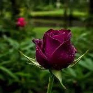 تو چرا چون میکنی قصد جانم میکنی
