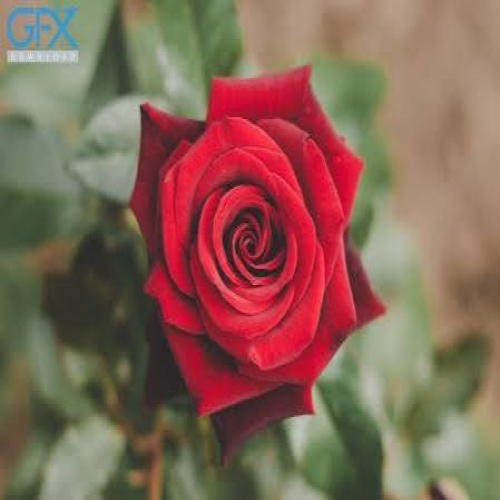بده جامی ای ساقی که بسازم با دردام