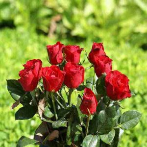 مینل کل بزن سرود بخون وا کن قطارم