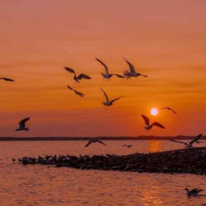 جونی جونوم بیا دردت به جونوم