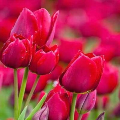 بلای جونوم لیلی رو آتیشم چون سیلی
