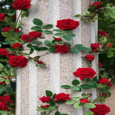 آﻫﺎی ﺧﻮﺷﮕﻞ ﻋﺎﺷﻖ آﻫﺎی ﻋﻤﺮ دﻗﺎﻳﻖ