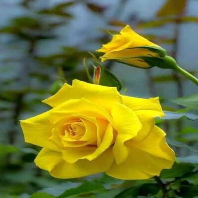 من دیگه حوصله عاشقی رو ندارم