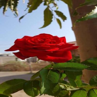 کمی با من مدارا کن که خود را با تو بشناسم