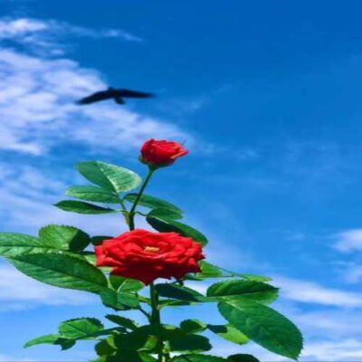 یا مرا ببر به خونتون یا بیا به خونه ما