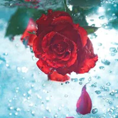 نزار تو دلت سردی بشینه گل من